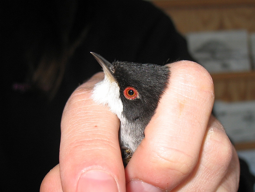 Sardinian Warbler, Sundre 20090512